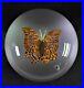 Edles-Paperweight-BACCARAT-1978-EXOTIC-BUTTERFLY-lim-Edition-No-53-125-01-lsgy