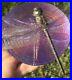Robin-Lehman-Iridescent-Art-Glass-Modern-Dragonfly-Paperweight-3-5-Round-1-hi-01-pwuf