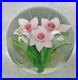 STEVE-LUNDBERG-Glass-Paperweight-3-Pink-Daffodils-Jonquils-1990-Signd-w-Cane-01-tcxf